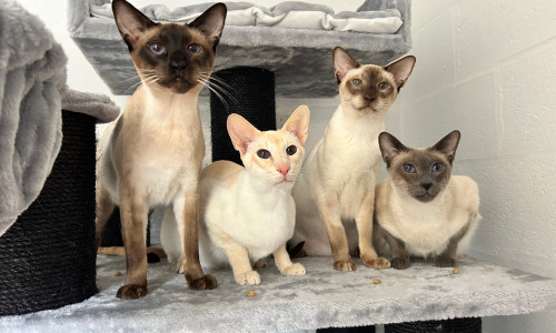 Siamese cats (41)