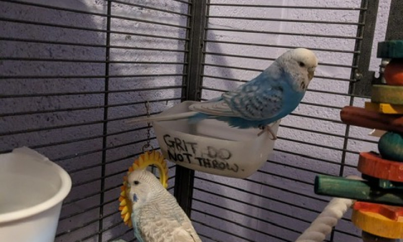 Budgies (1)