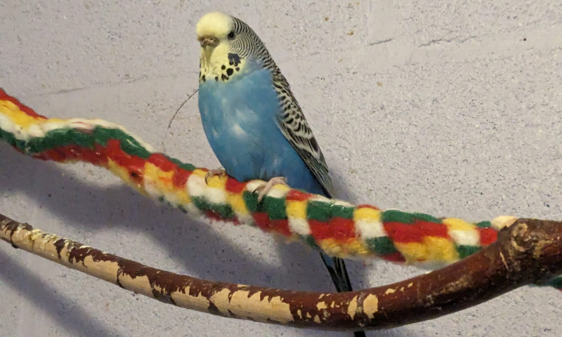 Budgies (9)