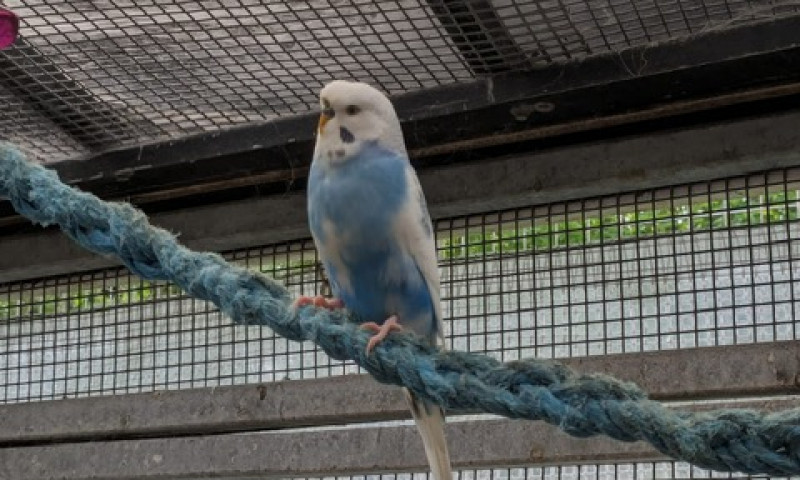 Budgies (4)