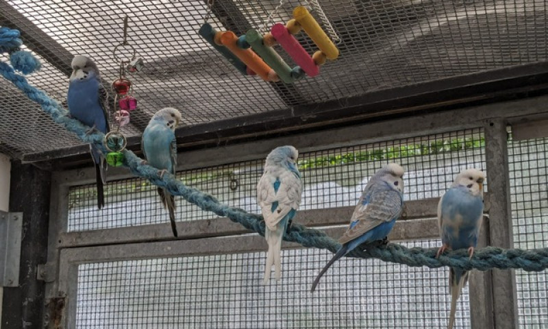 Budgies (7)