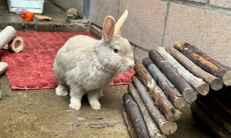 Spencer (6)