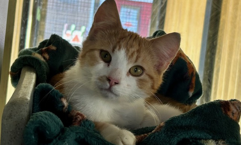 Jasper (8)