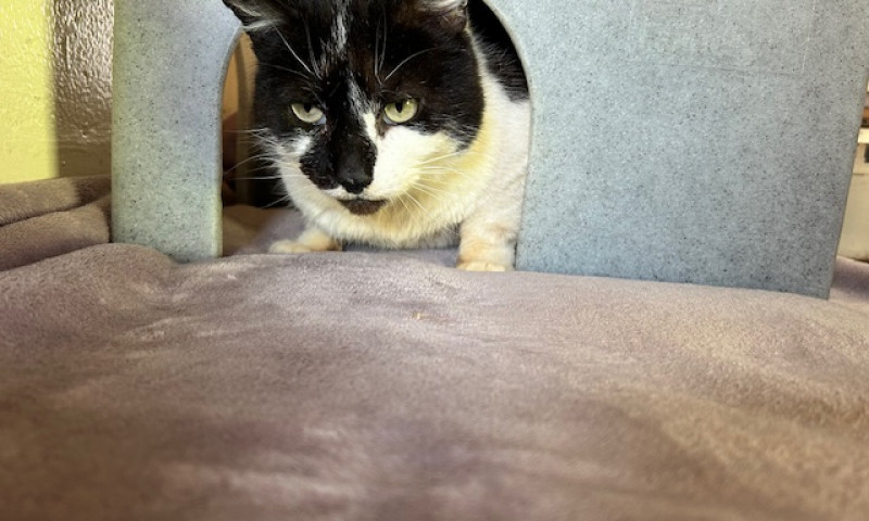 Smudge (1)