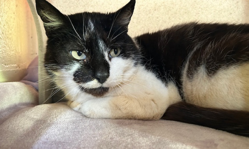 Smudge (4)