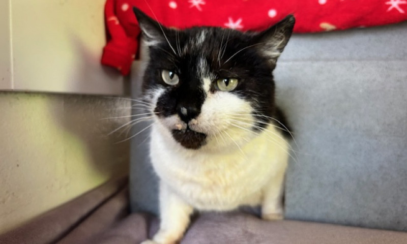 Smudge (6)