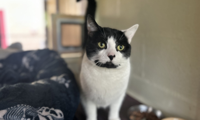 Luca (2)