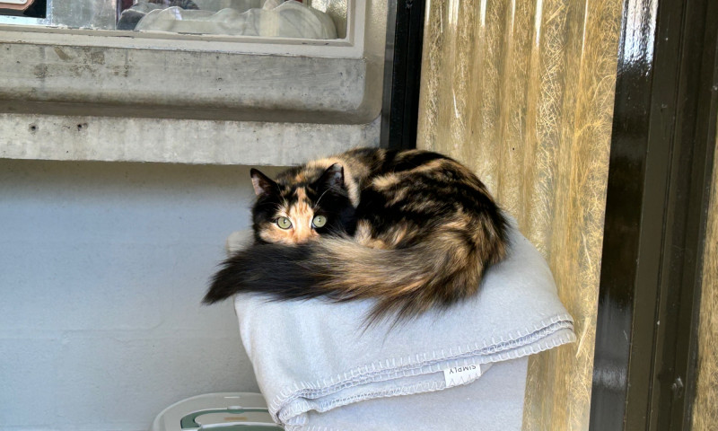 Rosie (2)