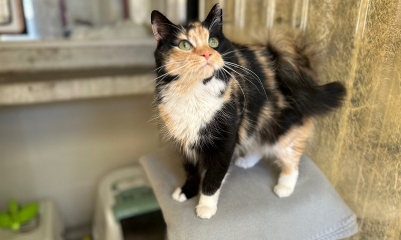 Rosie (4)