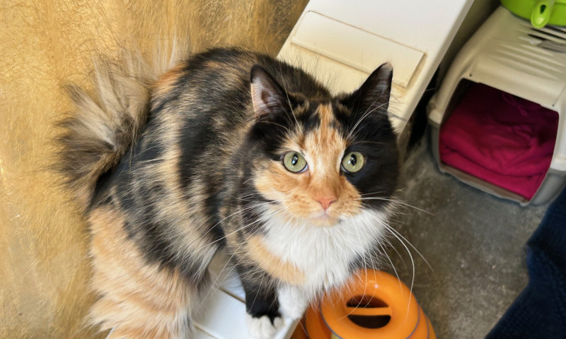 Rosie (3)