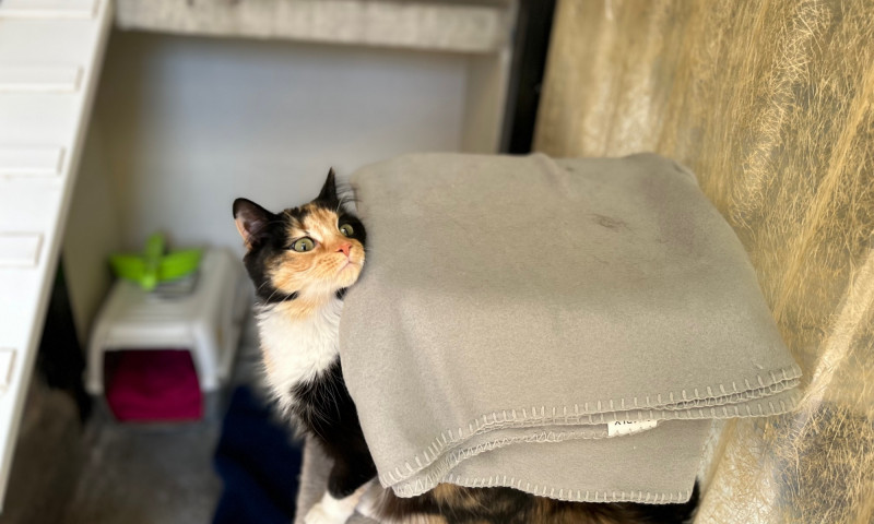 Rosie (5)