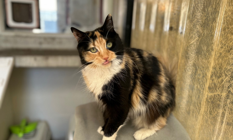 Rosie (6)