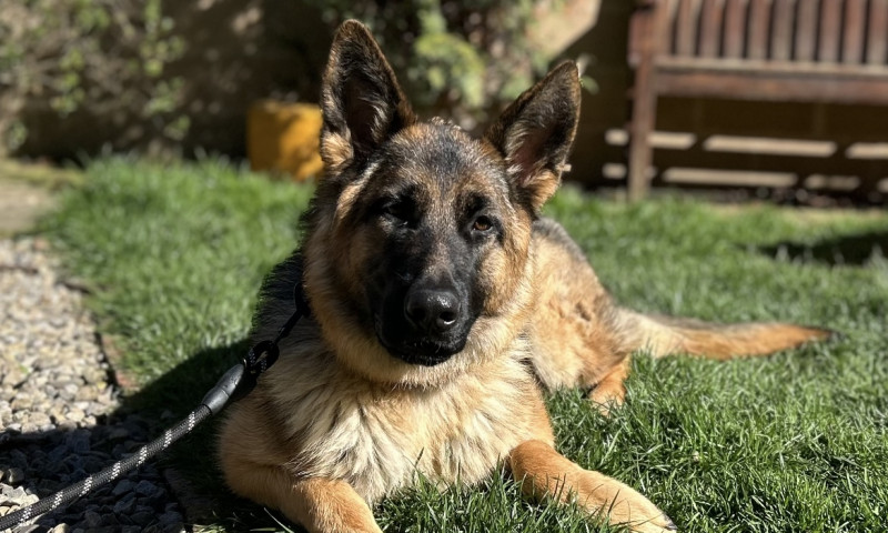 Lady (13)