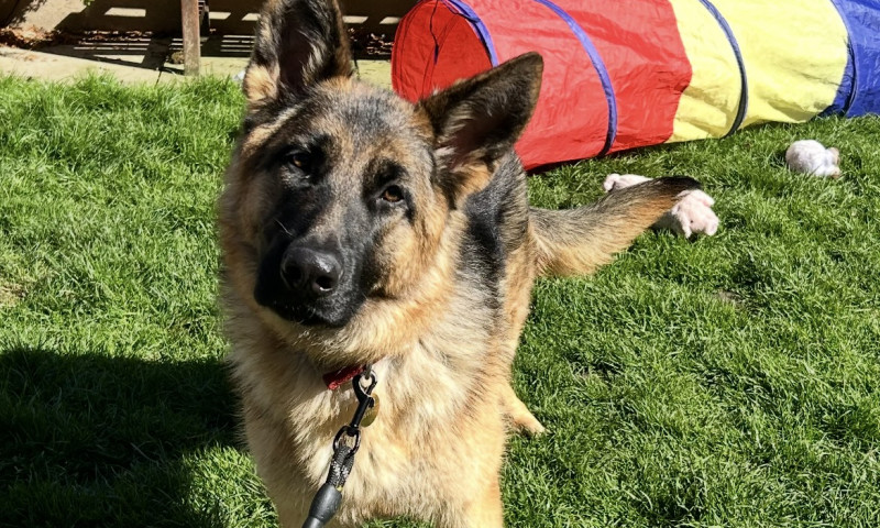 Lady (16)