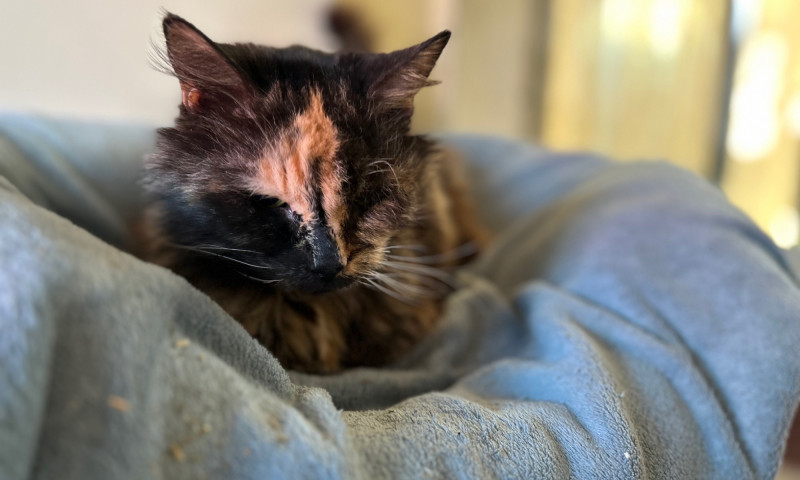 Gizmo (3)