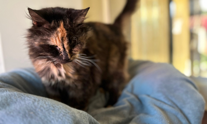 Gizmo (4)