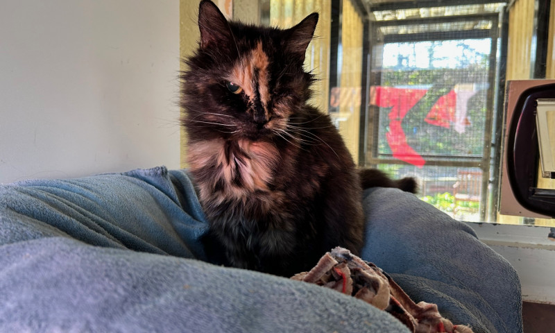 Gizmo (8)