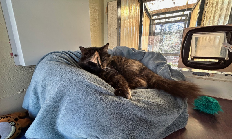 Gizmo (9)
