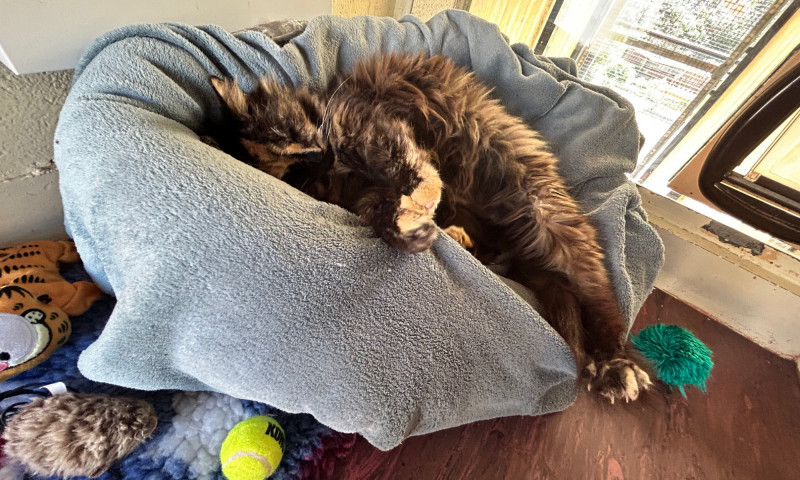 Gizmo (10)