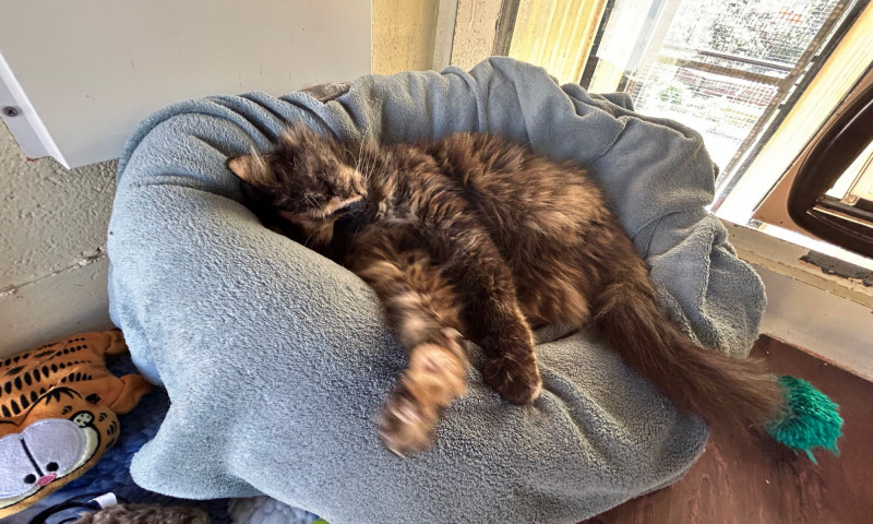Gizmo (11)