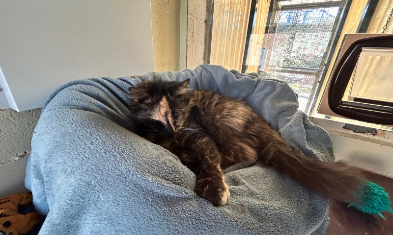 Gizmo (12)