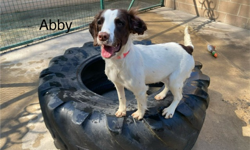 Abby (1)