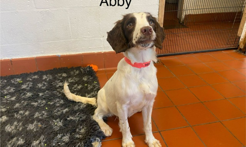 Abby (2)
