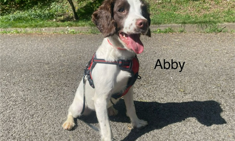 Abby (4)