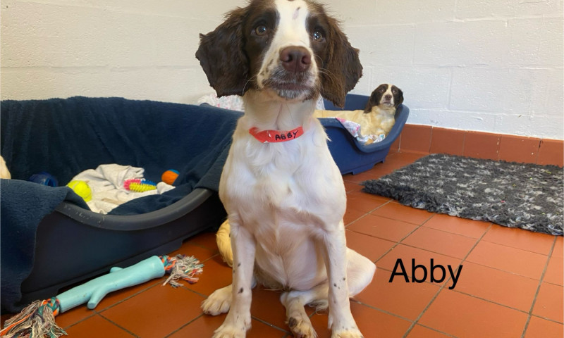 Abby (3)