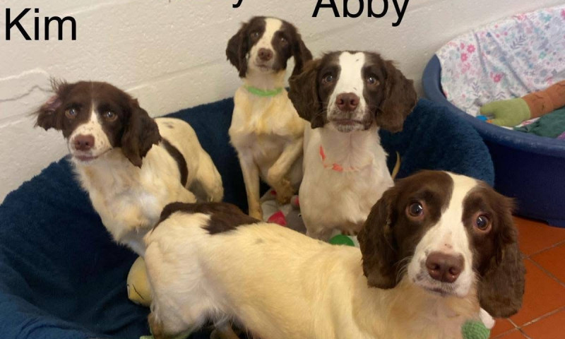 Abby group