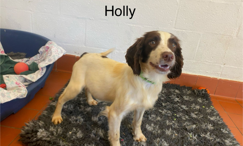 Holly (11)