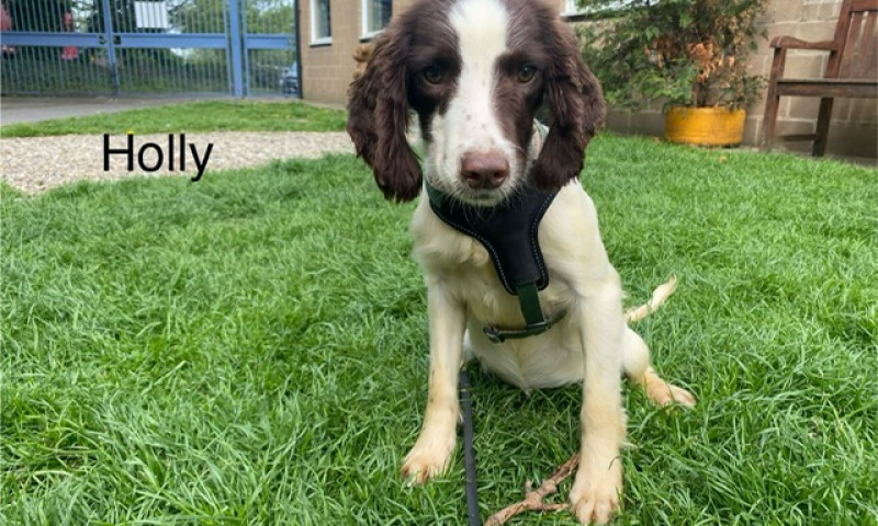 Holly (13)