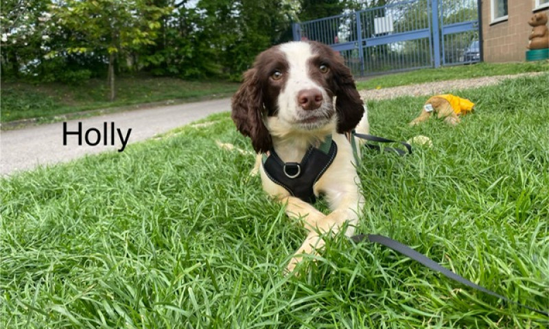 Holly (16)