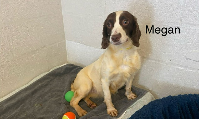 Megan (1)