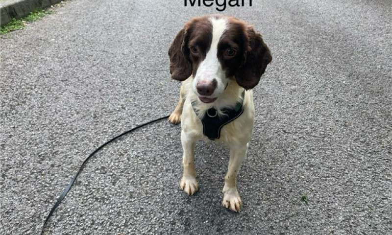 Megan (5)