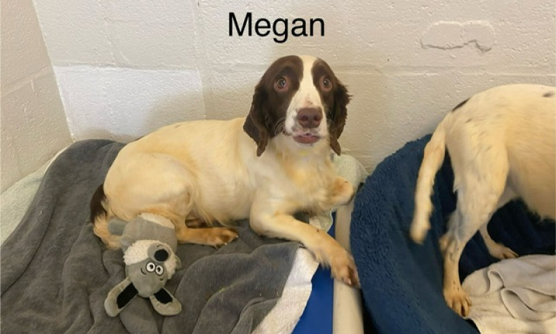 Megan (8)