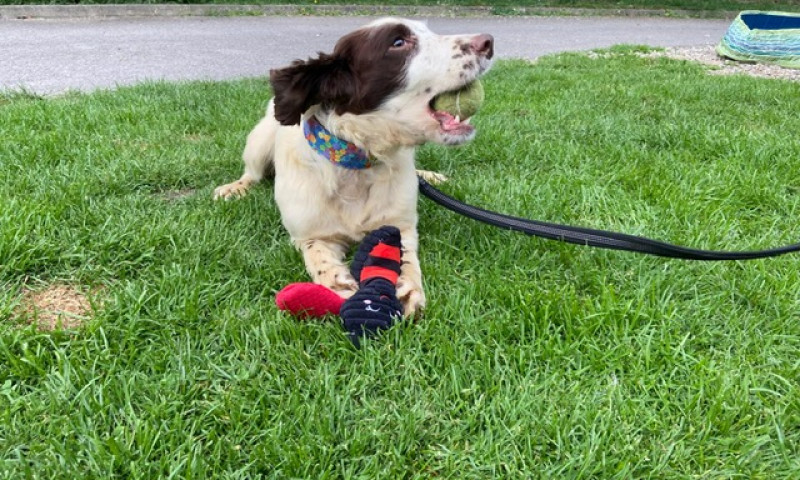 Archie (1)