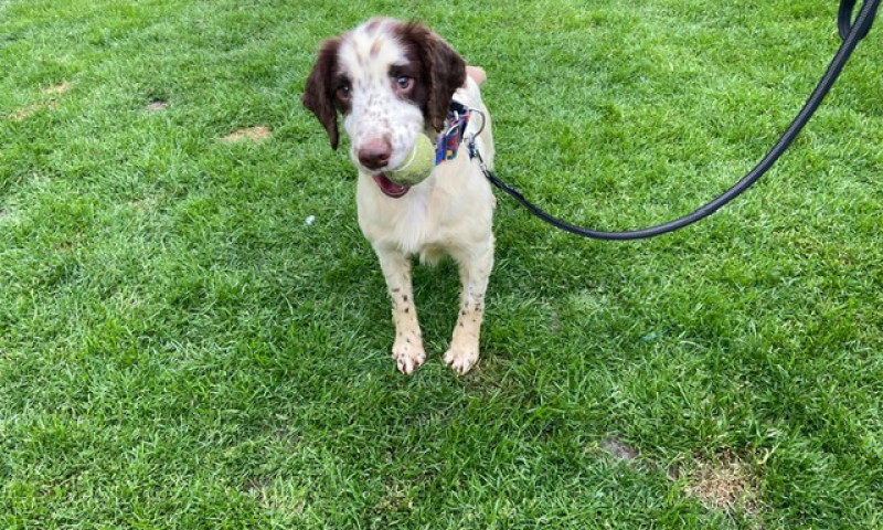 Archie (4)