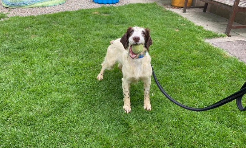 Archie (7)