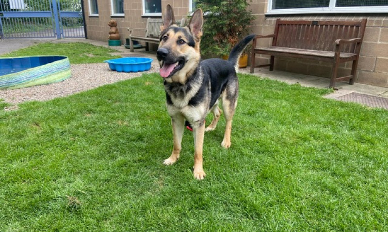 Koda (1)