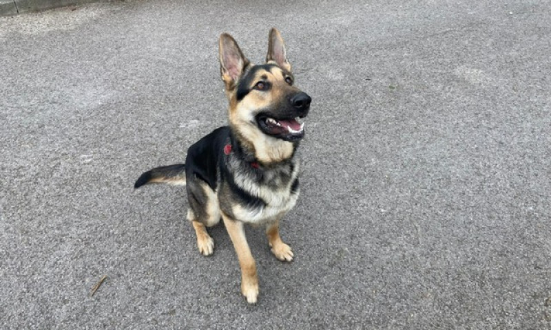 Koda (2)