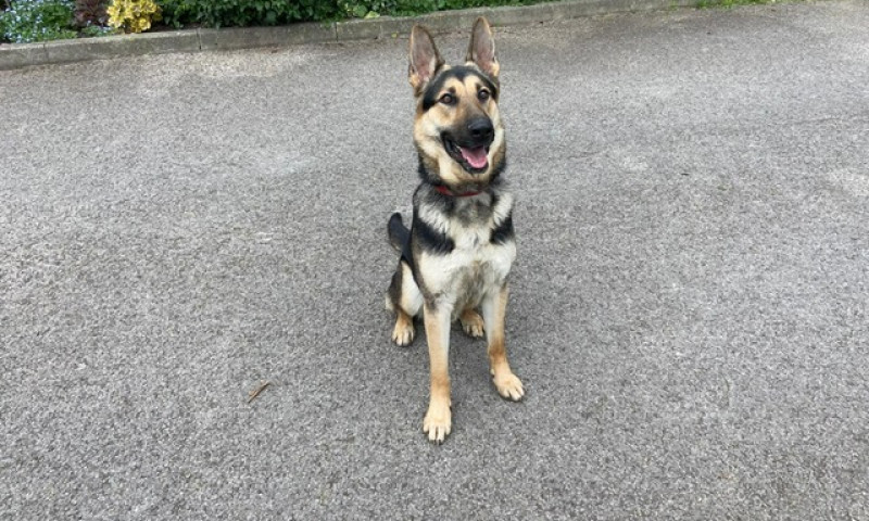 Koda (3)