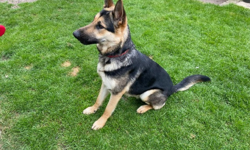 Koda (4)
