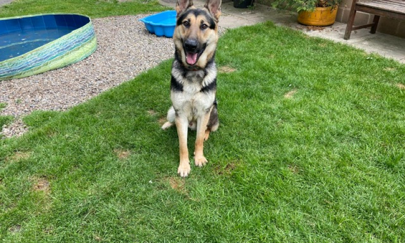 Koda (5)