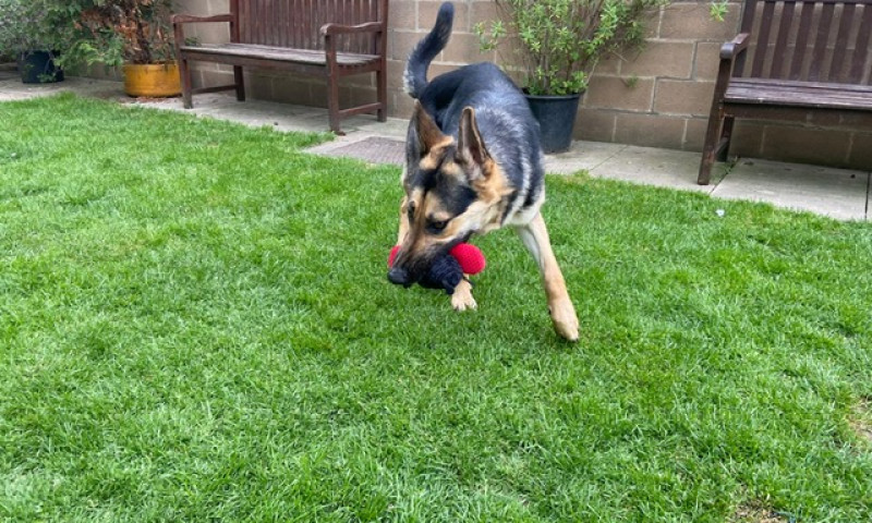 Koda (7)