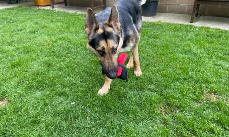 Koda (8)