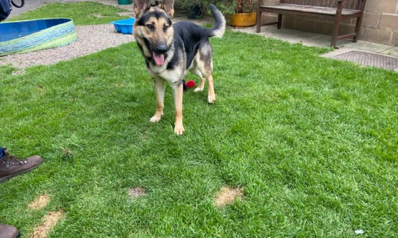 Koda (9)