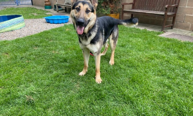 Koda (10)