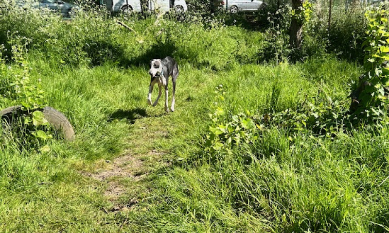 Charlie (3)