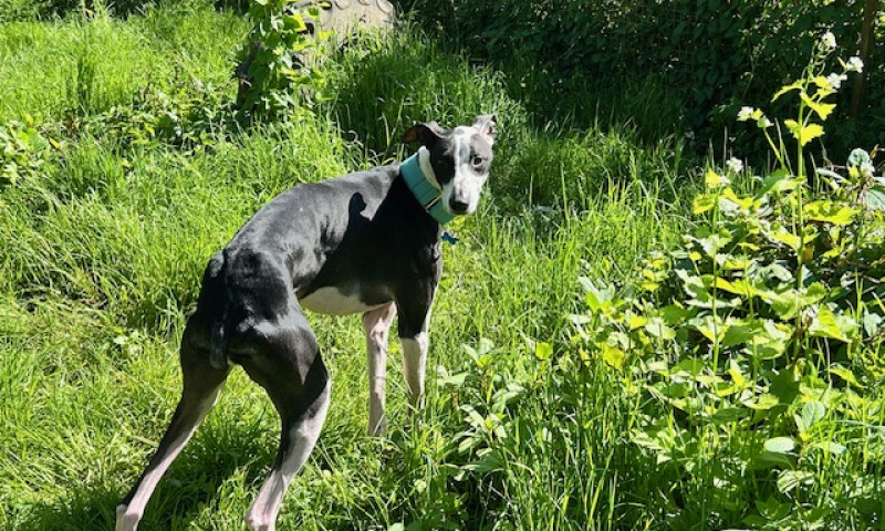 Charlie (5)